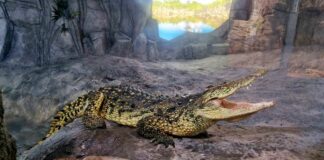 Крокодилът Хектор