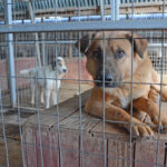 Приют за кучета