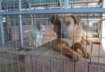 Приют за кучета