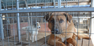 Приют за кучета