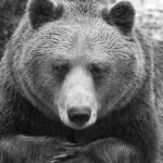 Мечокът Боби