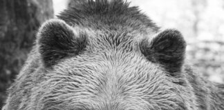 Мечокът Боби