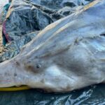 Моруна, убита в река Дунав край Свищов