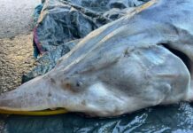 Моруна, убита в река Дунав край Свищов