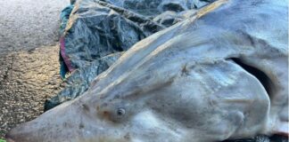 Моруна, убита в река Дунав край Свищов