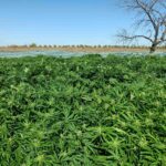 Наркоферма край Бургас (2)