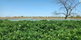 Наркоферма край Бургас (2)