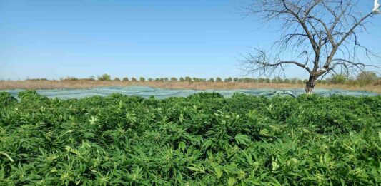 Наркоферма край Бургас (2)