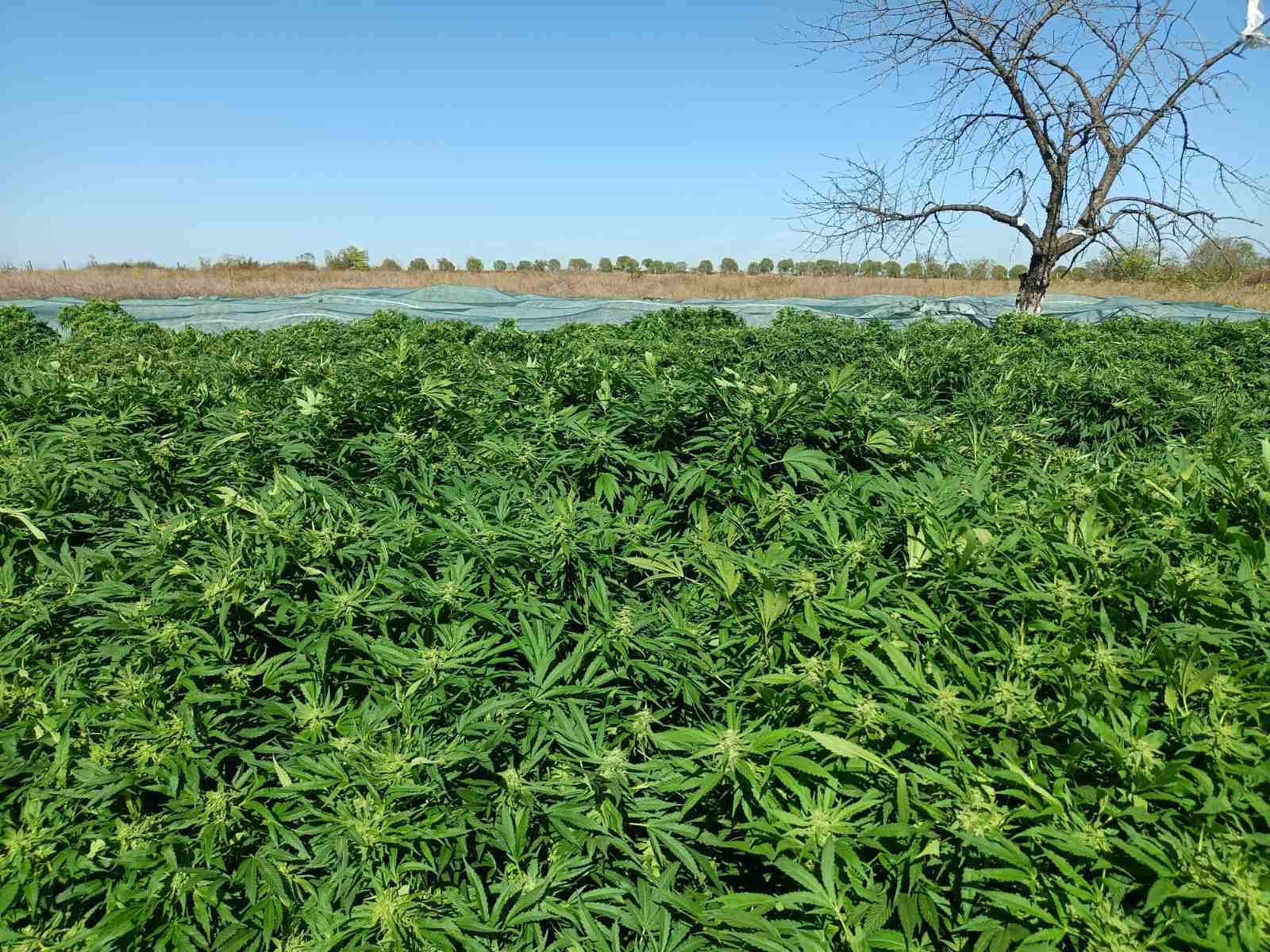 ръководи разследване на голяма наркоферма разкрита в село Винарско община