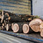 Незаконна сеч