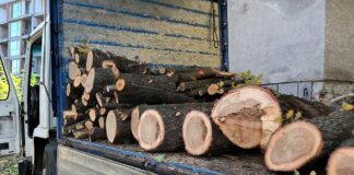 Незаконна сеч