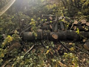 Незаконна сеч