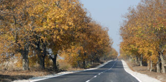 Път от град Лом до село Комощица 5