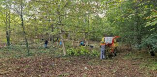 Почистването на гората