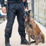 Полицейско куче за търсене на дрога