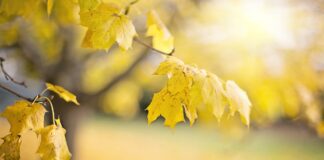 Слънчево време