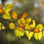 Слънчево, есен, време