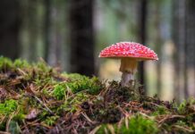 Слънчево време