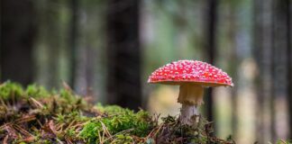 Слънчево време