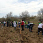 Залесяване