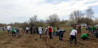 Залесяване