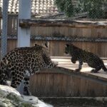 Леопард и бебе, бебета леопард