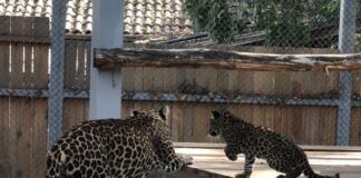 Леопард и бебе, бебета леопард