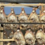 Еленски бут