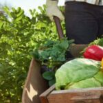 Малките ферми