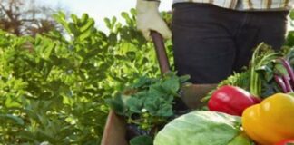 Малките ферми