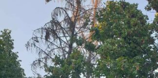 Изсъхнали дървета