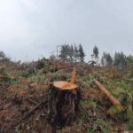 Изсичане на гори