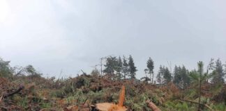 Изсичане на гори