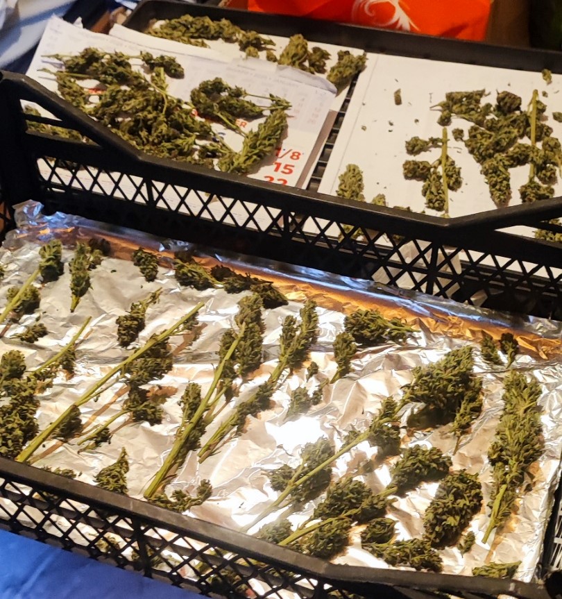 39 годишен мъж е отглеждал марихуана в дома си в софийското