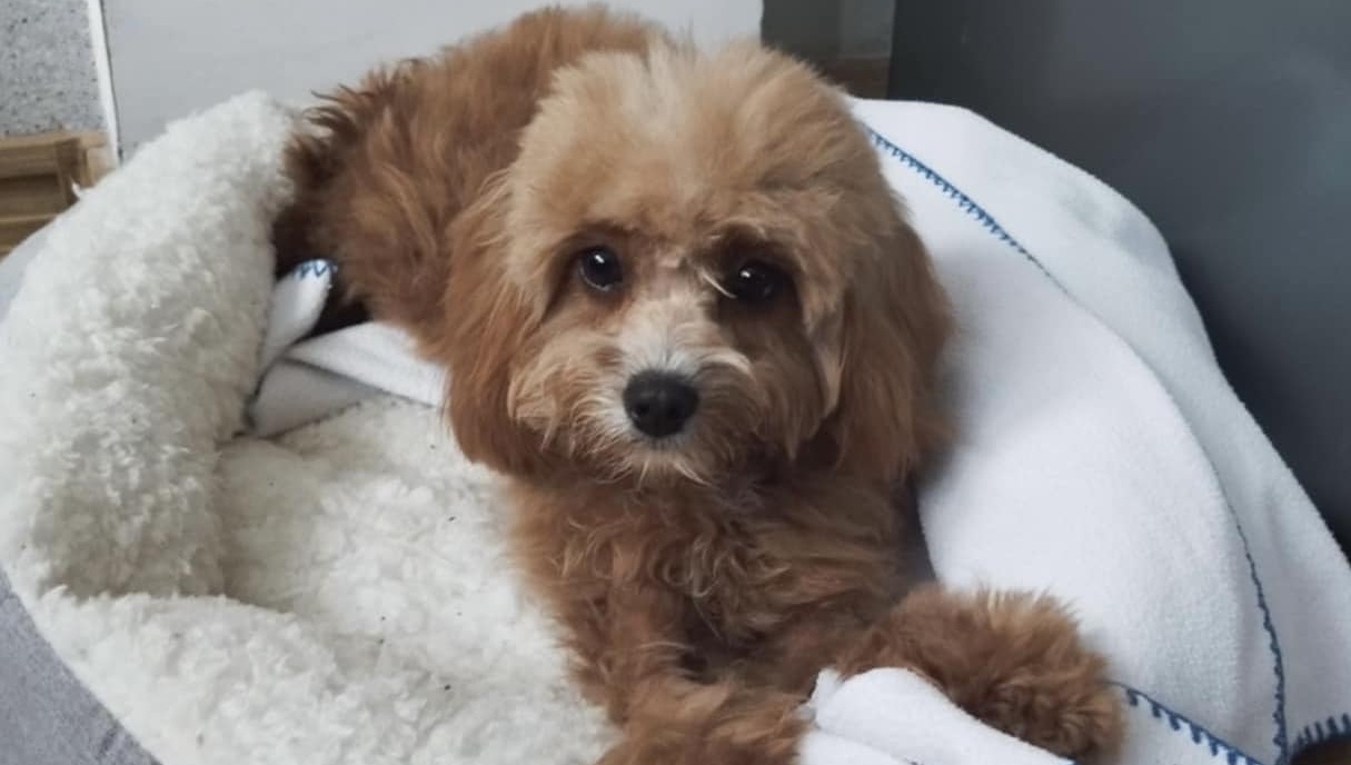 6 месечното кученце Кари което в продължение на 10 дни беше