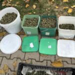 Марихуаната