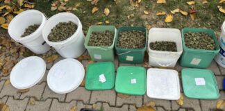 Марихуаната