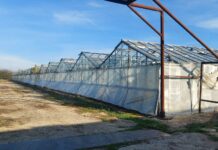 Наркооранжерията