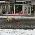 Прасе, бягащо в Благоевград