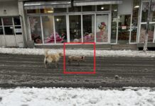 Прасе, бягащо в Благоевград