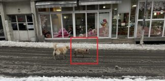 Прасе, бягащо в Благоевград