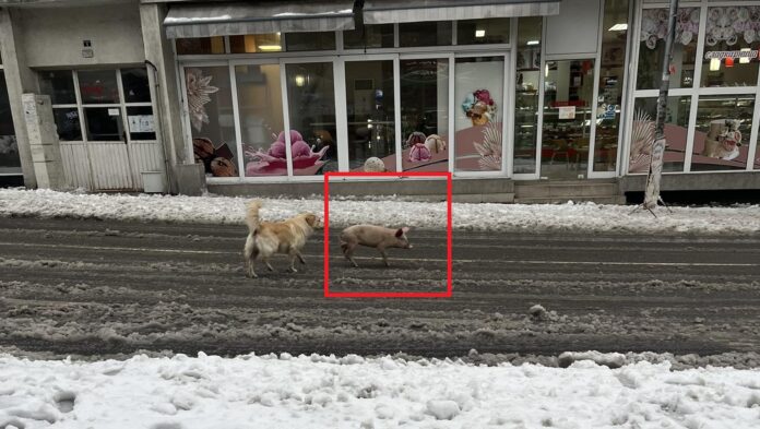 Прасе, бягащо в Благоевград