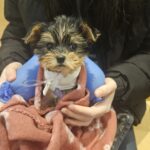 Болно кученце