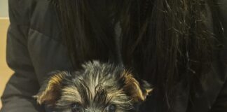 Болно кученце