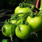 Зелени домати