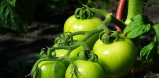 Зелени домати