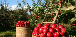 860 млн. лева за земеделие