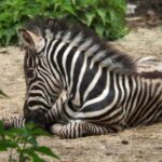 Бебетата в зоопарка