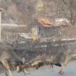 Бой между елени