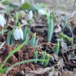 Кокичетата